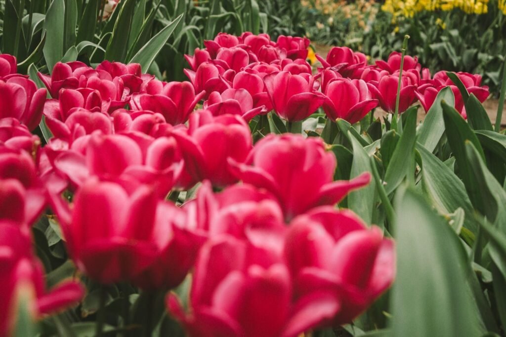 De bollenvelden bij Haarlem, waar de bloemenstad vandaan komt