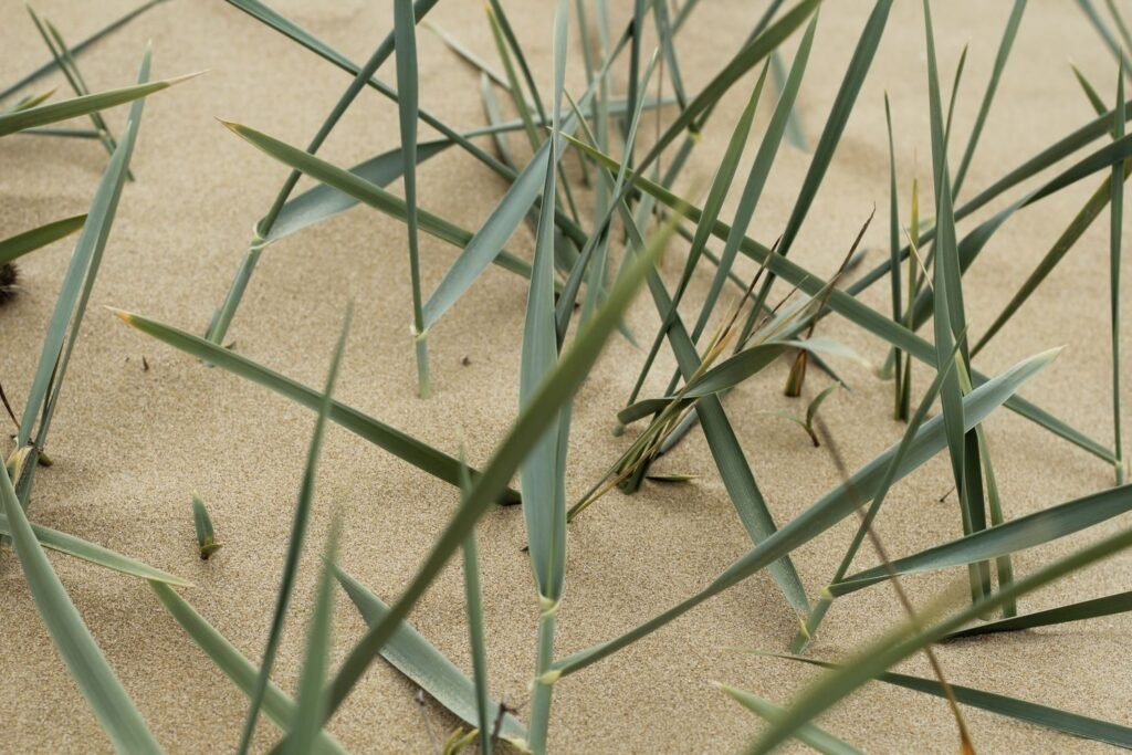 Vanuit Haarlem naar het strand, Bloemendaal en Zandvoort